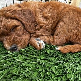 Bernedoodle and Goldendoodle Puppies from Doodling Around Indiana Poodles & Doodles