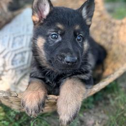 Conall - Bi-color male German Shepherd puppy in Dover, Delaware from Fornax
