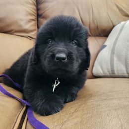Tessa (purple) - Black Newfoundland puppy in Newmanstown, Pennsylvania from Mufasa's Pride (Newfoundland breeder)