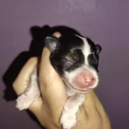 Parti girl - Parti female Miniature Schnauzer puppy in Florida from Central Florida Schnauzers
