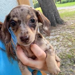 Mia - Dapple female Dachshund puppy in Pierson, Florida from Paige’s Mini Dachshunds