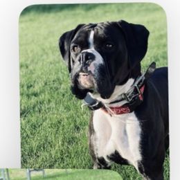 Boxers from Sweet Mambas Boxers