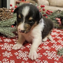 Boy 2 - Black white and tan male Collie puppy in Tennessee from Voneida Collies & Corgis