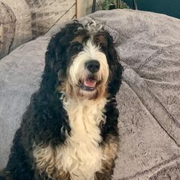 Bernedoodles from Kalamazoo Bernedoodles