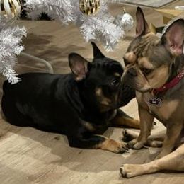 French Bulldogs from Lavish Bullyz