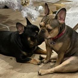 French Bulldogs from Lavish Bullyz