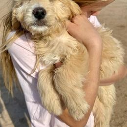 Biscuit - Cream male Goldendoodle puppy in Tucson, Arizona from Ever After Doodles Arizona