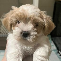 Pumpkin - Parti female Yorkshire Terrier puppy in Forest, Virginia from Majestic Touch Kennels and Pet Services