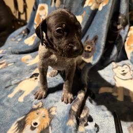 Black - Black roan male German Shorthaired Pointer puppy in Jackson, Georgia from Rosengrace Gsps (formerly Tiner GSP’s)