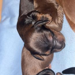 Boy 2 - Brindle male Dachshund puppy in Bardstown, Kentucky from A & J Doxies