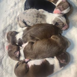 Border Collie Puppies from Harmonie 21 Border Collies