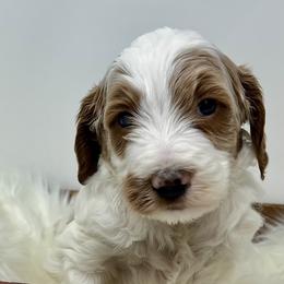 Yellow Male - Parti male Goldendoodle puppy in Great Falls, Montana from Montana Goldendoodles