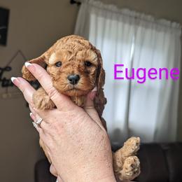 Cockapoo Puppies from L&L Cockapoos