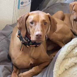 Vizslas from Pleasant Ridge
