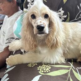 Cavalier King Charles Spaniels, Cocker Spaniels, Dachshunds, and Pembroke Welsh Corgis from Versatile Ohana