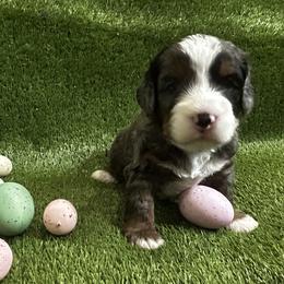 Bernedoodle Puppies from Elite Bernedoodle Besties LLC