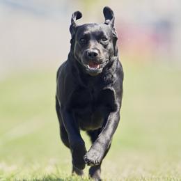 Myrtle - Labrador Retriever