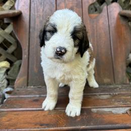 Squall - Brown and white female Saint Berdoodle puppy in Traverse City, Michigan from Bare Paws Saint Berdoodles