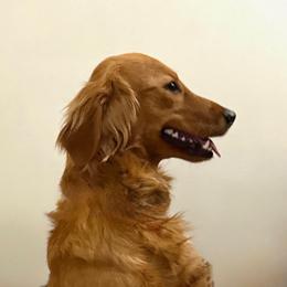 Honey Wildflower Honey - Companion Cross