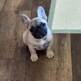 Little Bit - Fawn female French Bulldog puppy in Cleveland, Tennessee from Front Porch Frenchies