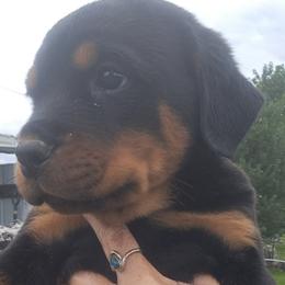 Boy 3 - Black and mahogany male Rottweiler puppy in De Witt, Iowa from Irish Eyes Kennels