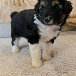 Teddy - Black phantom male Aussiedoodle puppy in Vinemont, Alabama from Cotton Country Kennels