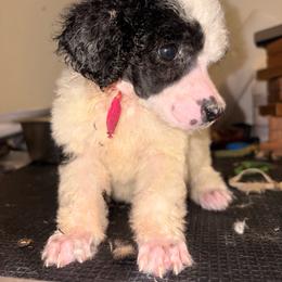 Lyra - Parti female Poodle puppy in Toledo, Ohio from Exquisite Dalmatians & Standard Poodles