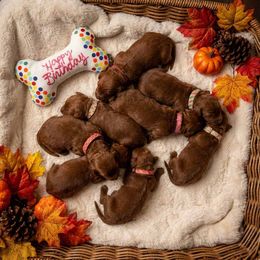 Girl 1 - Red  female Poodle puppy in Mc Henry, Illinois from Sunset Maple Poodles