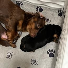 Belgian Malinois, Dachshund, and Dutch Shepherd Puppies from Paws Laws k9