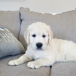 Cavalier King Charles Spaniel and Golden Retriever Puppies from SelahGold