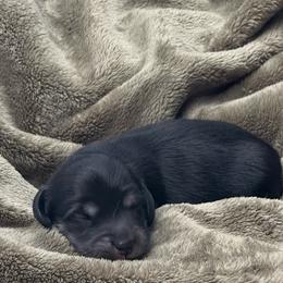 Cooper - Black and cream male Dachshund puppy in Woodbine, Georgia from Coastal Bluff Pups
