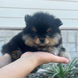 Boy 4 - Black and tan male Pomeranian puppy in Abilene, Texas from Blessedpoms
