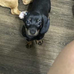 Dachshund Puppies from Johnson’s Weiner Farm