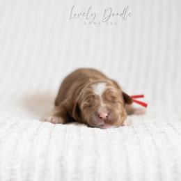 Red Collar Boy - Caramel male Australian Labradoodle puppy in Thousand Oaks, California from Lovely Doodle Lane