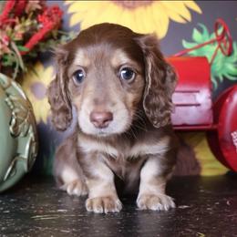 Dubai Chocolate - Chocolate and cream female Dachshund puppy in Floresville, Texas from Muddy River Dachshunds