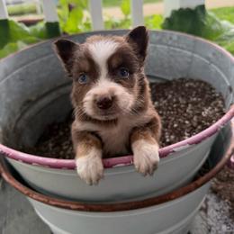 Seven - Red tri-color female Australian Shepherd puppy in Ridgeville, Indiana from McCord’s Standard Aussies