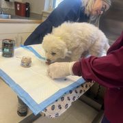 Duke - White Maremma Sheepdog puppy in East Dover, Vermont from Cracked An Egg Farm