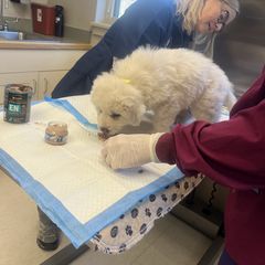 Duke - White Maremma Sheepdog puppy in East Dover, Vermont from Cracked An Egg Farm