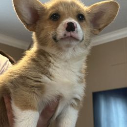 Boy 1 - Red male Pembroke Welsh Corgi puppy in Douglas, Georgia from Delgado’s Corgi’s