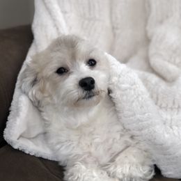 Winter - Havanese