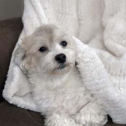 Winter - Havanese