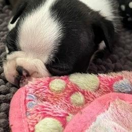 Boy 1 - Brindle and white male Boston Terrier puppy in Holly, Michigan from Mid-Michigan Boston Terriers