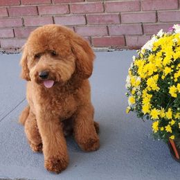 Goldendoodles from Nairoby Garay's Goldendoodles