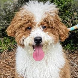 Luey - Goldendoodle