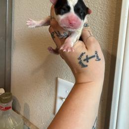 Forest - Black and tan male Pembroke Welsh Corgi puppy in Aberdeen, Washington from Coastal country Farms