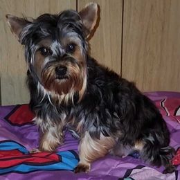 Lakita - Yorkshire Terrier