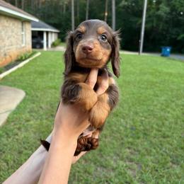 Hank - Chocolate and tan male Dachshund puppy in Rusk, Texas from S&C Doxies
