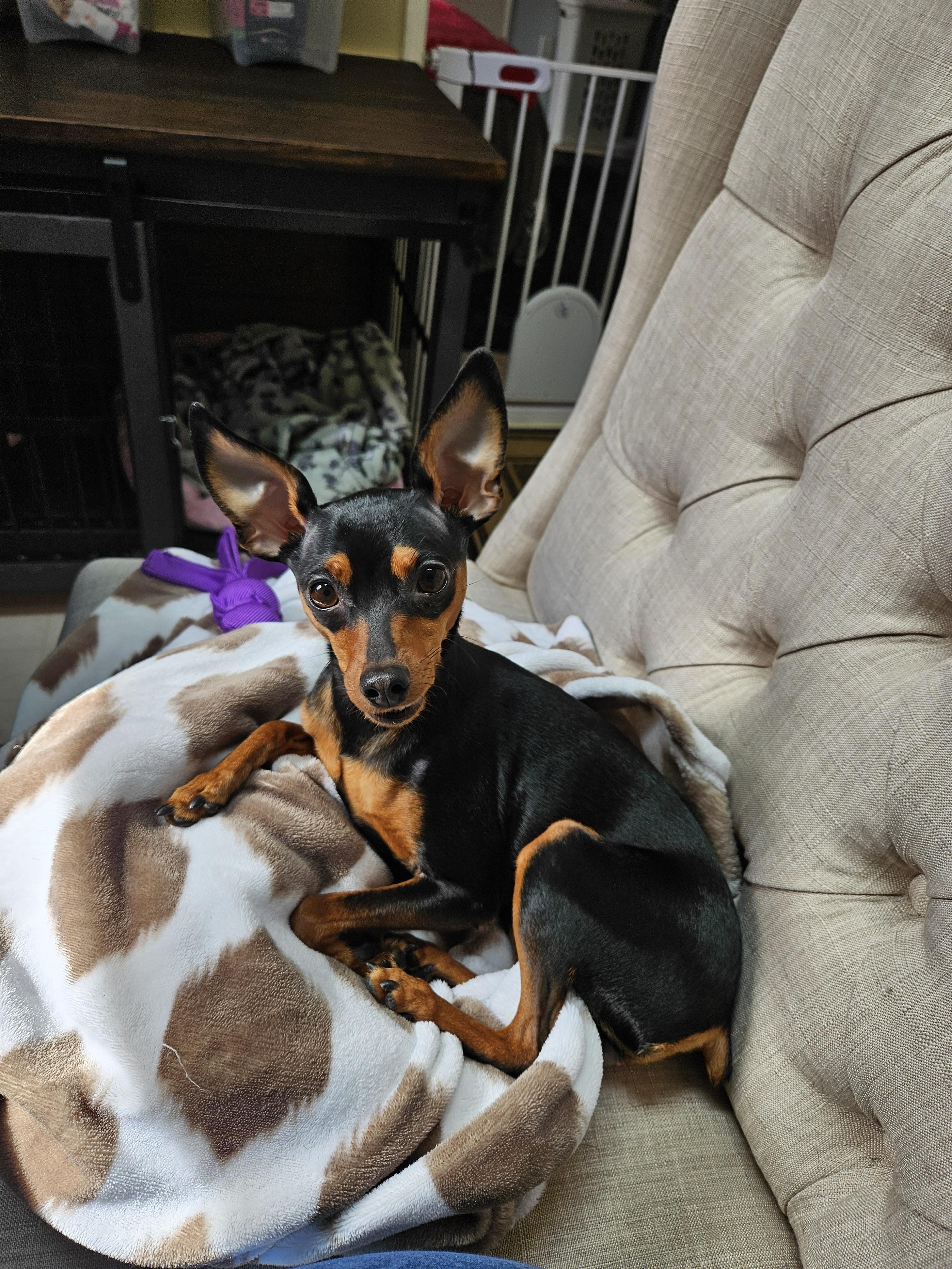 Jersey Little Devils in New Jersey Miniature Pinscher puppies Good Dog