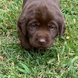 Dilute Retrievers and Labrador Retrievers from Bent Creek Kennels