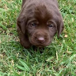 Dilute Retrievers and Labrador Retrievers from Bent Creek Kennels